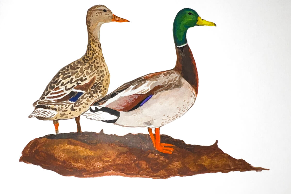 Mallard pair. Illustration by Katie Tucker, DU